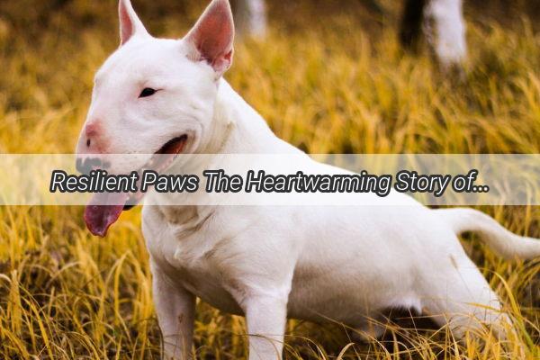 Resilient Paws The Heartwarming Story of a Dogs Miraculous Recovery After a Tragic Accident